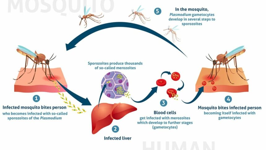 Deciphering the Gut Microbiome’s Role in Malaria Severity: A Game-Changing Study