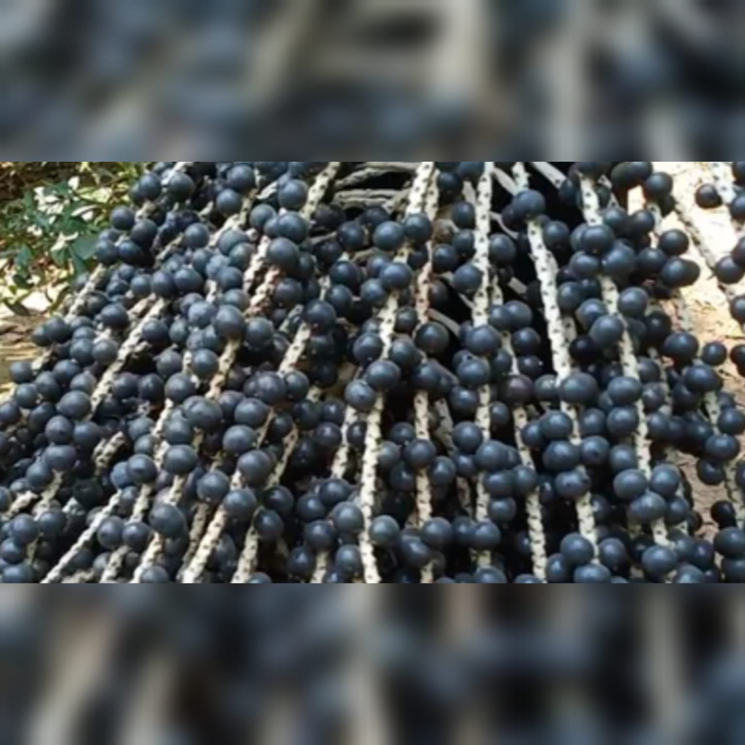 15 SIDE EFFECTS OF ACAI BERRY