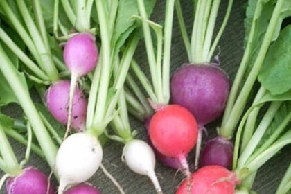 Health Benefits Of Radish Leaves eaves Scrapes to Super Foods.