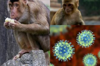 What you Need to know about the First Case of the Monkey Virus in Hong Kong