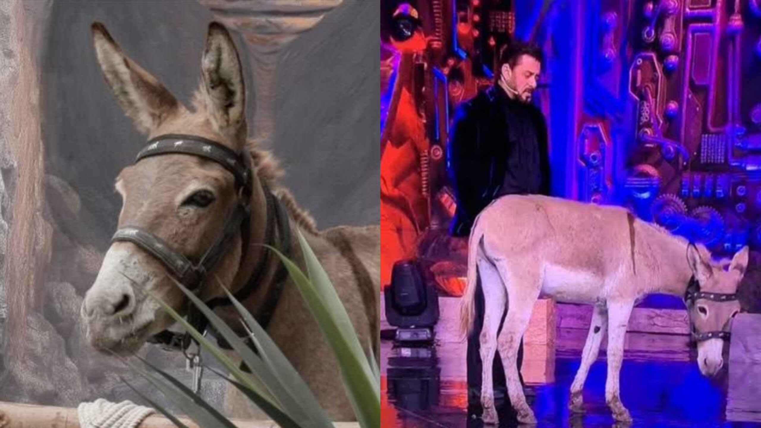 Bigg Boss 18 : PETA Urges Salman Khan To Convince Makers Not To Use Animals